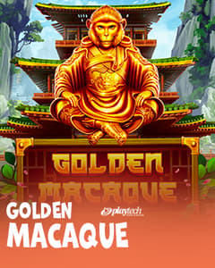 Golden Macaque
